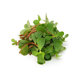 Picture of Fresh Saag Kulfa