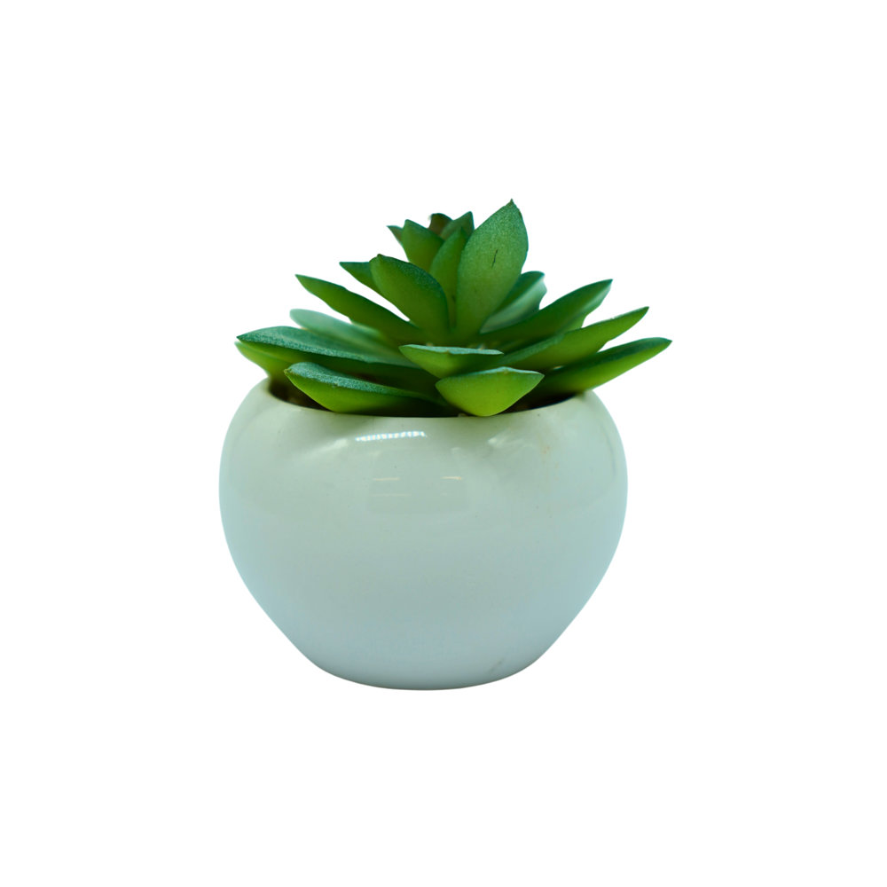 Picture of Table Plant Small CN #FO100